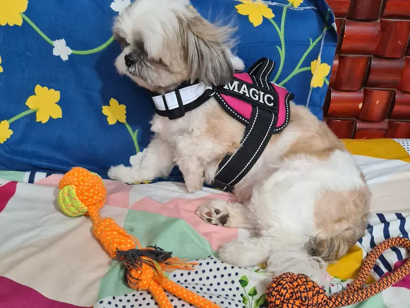 Lucky Paws Home Boarding & Day Care Centre, photo 4