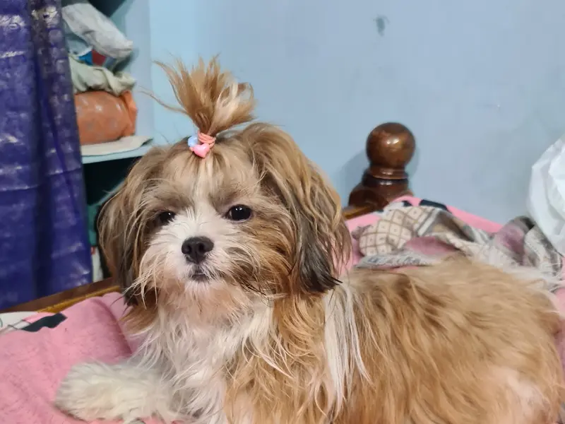 Lucky Paws Home Boarding & Day Care Centre, photo 5