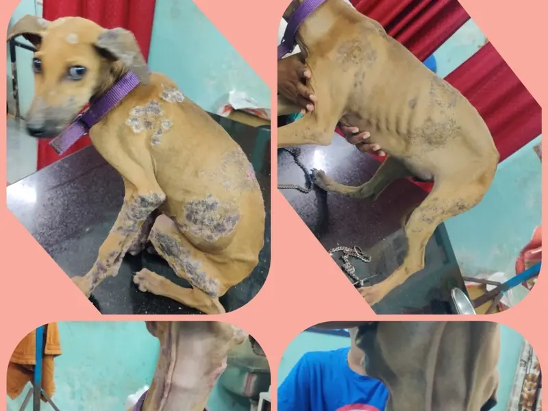 Mr.& Mrs .Veterinary Clinic, photo 3