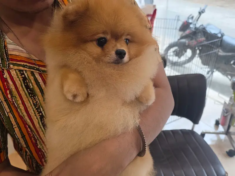 ELITE PET CARE INDIA, photo 3
