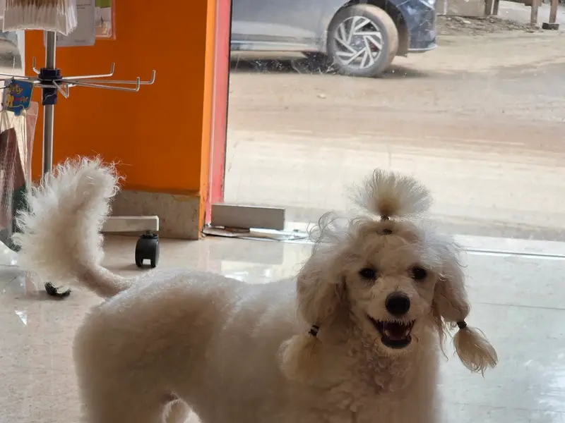 ELITE PET CARE INDIA, photo 4