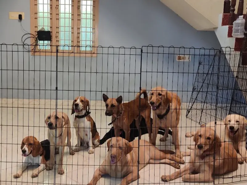 Dogtopia Pet Boarding and Resort, photo 5