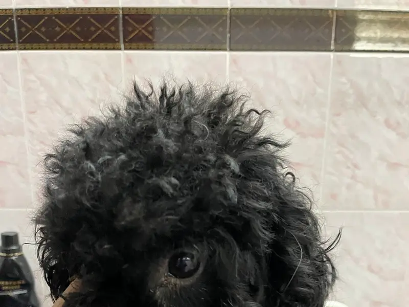 Pet Groomers, photo 2