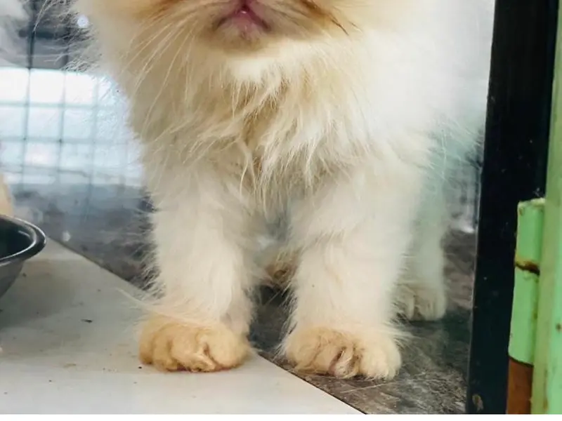Pet Groomers, photo 4
