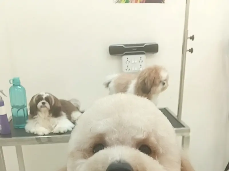 Pet Paradise Grooming & Boarding, photo 2