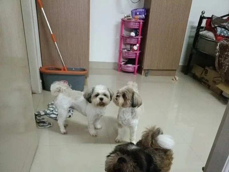 Pet Paradise Grooming & Boarding, photo 4