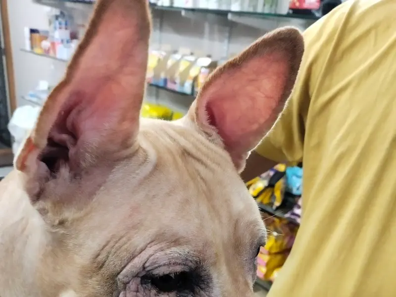 Pets Vet clinic, photo 5