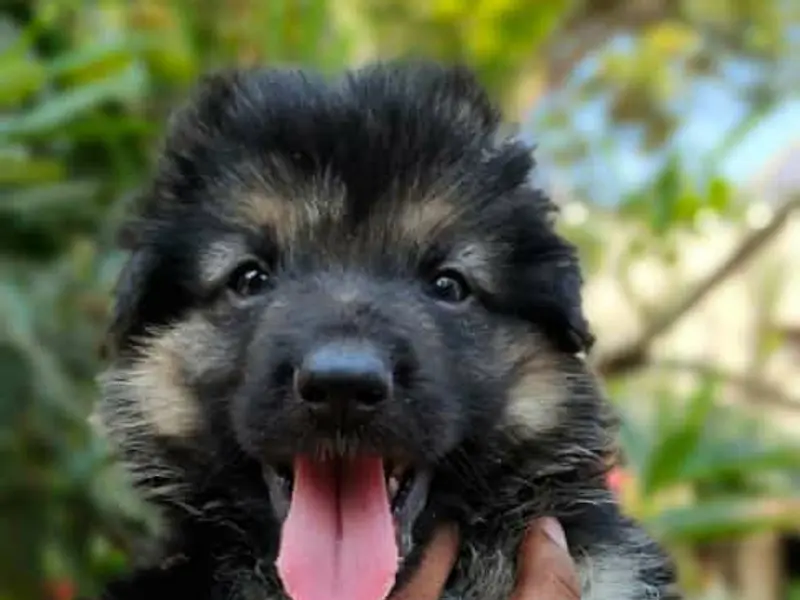 Dogs for sale in chennai, photo 3