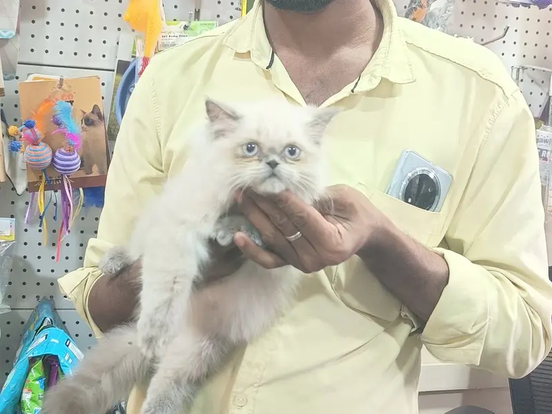Get Some Paws – Pet Grooming, Pet Store, Pet Spa in Mogappair, photo 2
