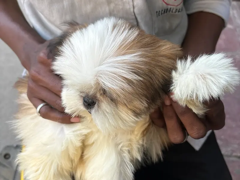 Get Some Paws – Pet Grooming, Pet Store, Pet Spa in Mogappair, photo 4