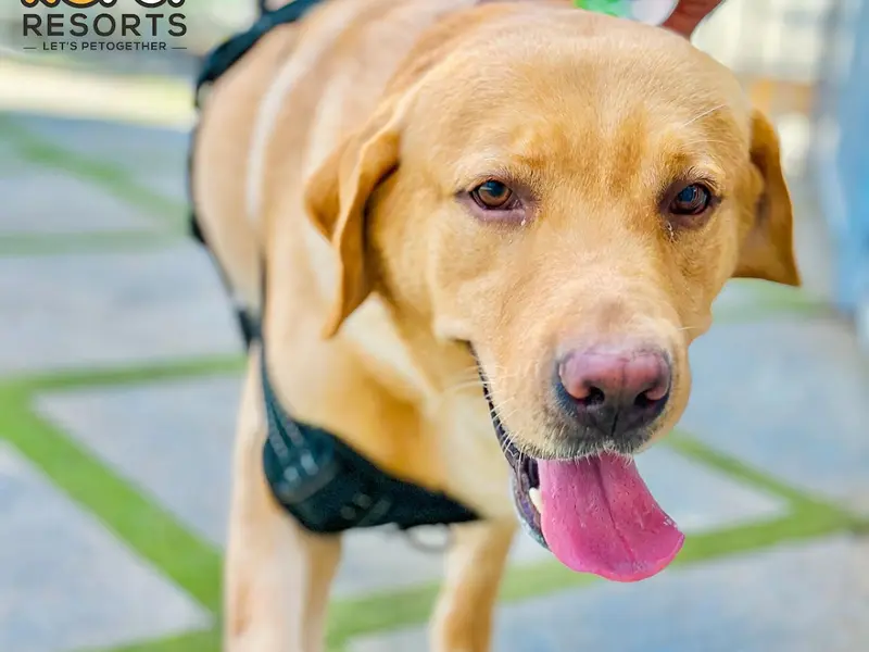 Pet Boarding & Grooming - RC Pet Resort, photo 2