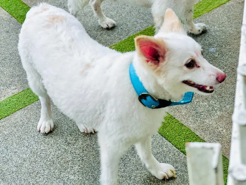 Pet Boarding & Grooming - RC Pet Resort, photo 4