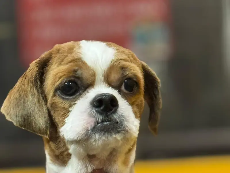 Pet Boarding & Grooming - RC Pet Resort, photo 5