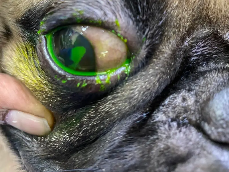 Ballo Multispeciality Pet Clinic, photo 2