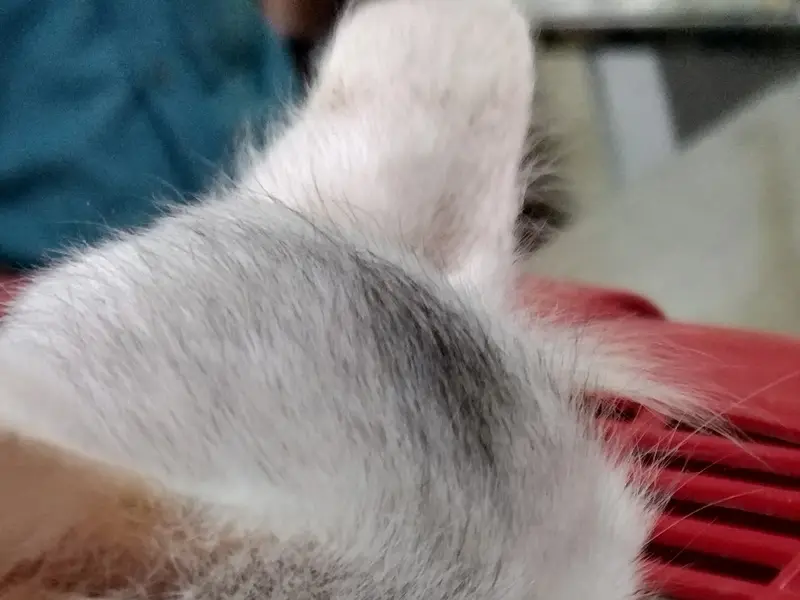 Ballo Multispeciality Pet Clinic, photo 3