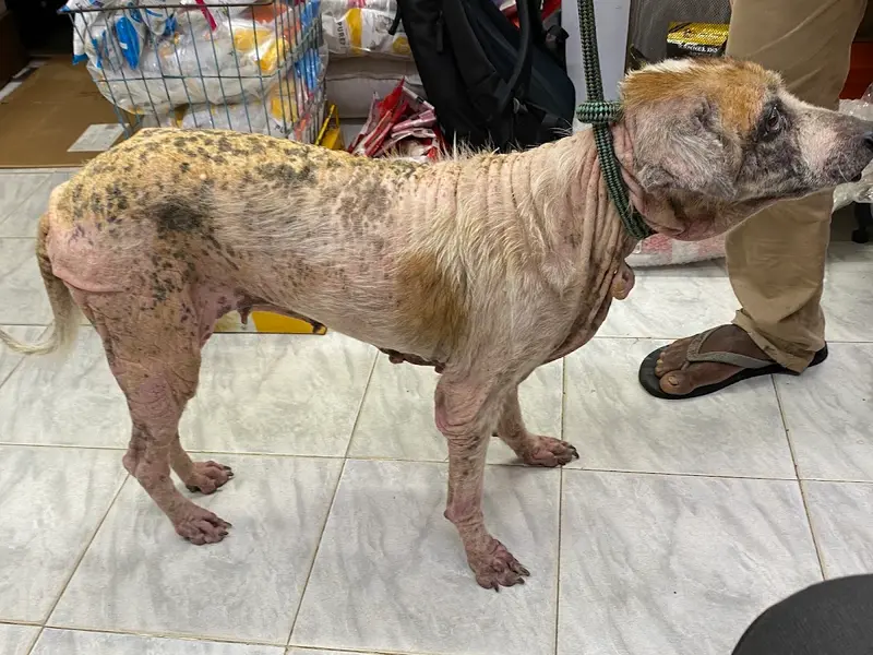 Ballo Multispeciality Pet Clinic