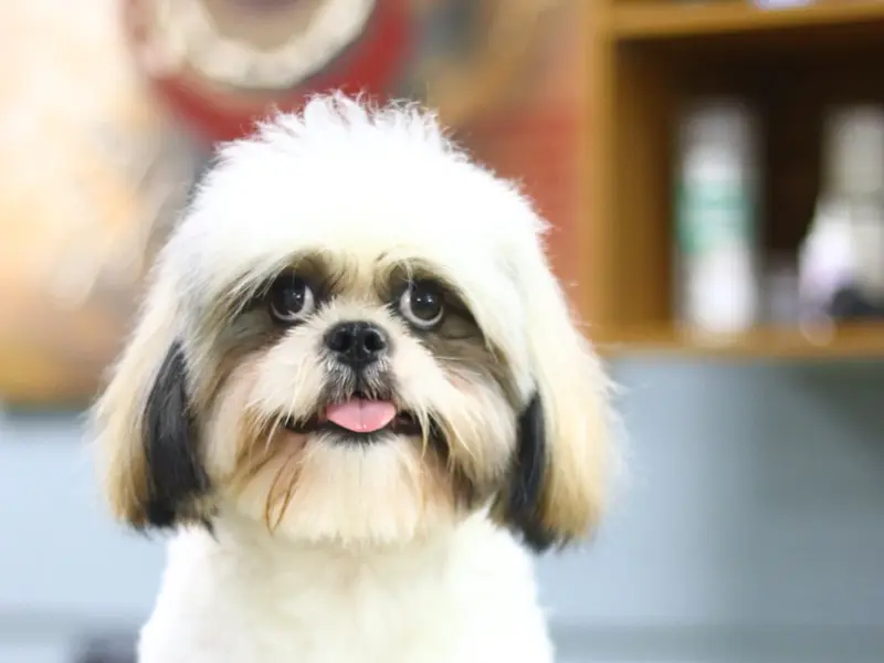 FUR-EVER PETS GROOMING STUDIO CHENNAI, photo 3