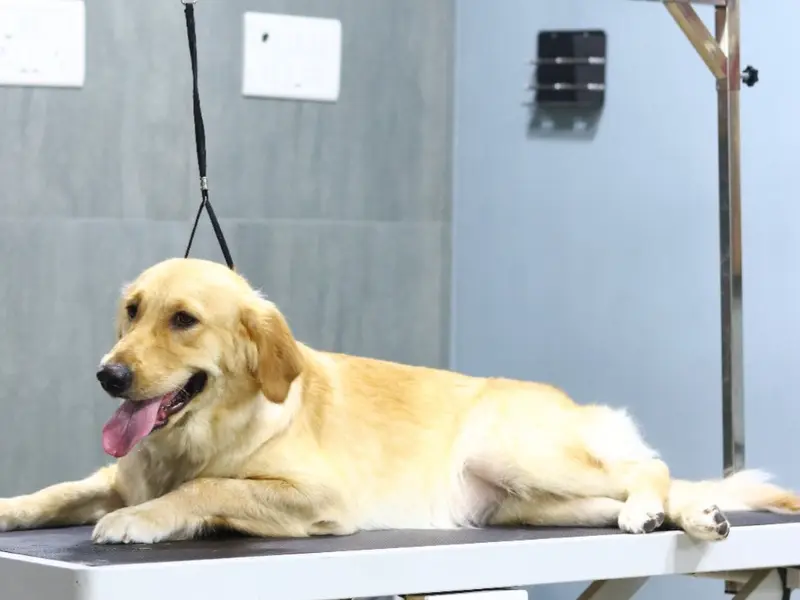 FUR-EVER PETS GROOMING STUDIO CHENNAI, photo 4