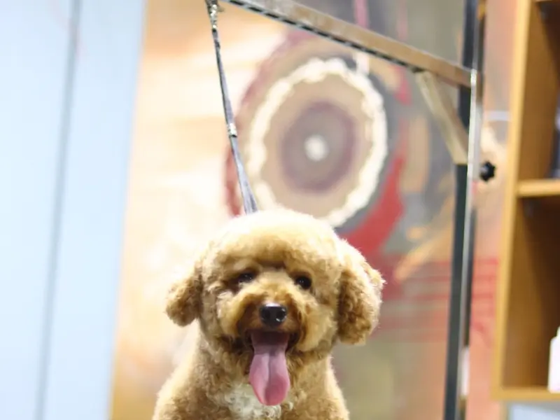 FUR-EVER PETS GROOMING STUDIO CHENNAI, photo 5