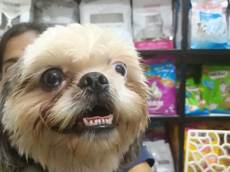 J K Pet Hospital, photo 2