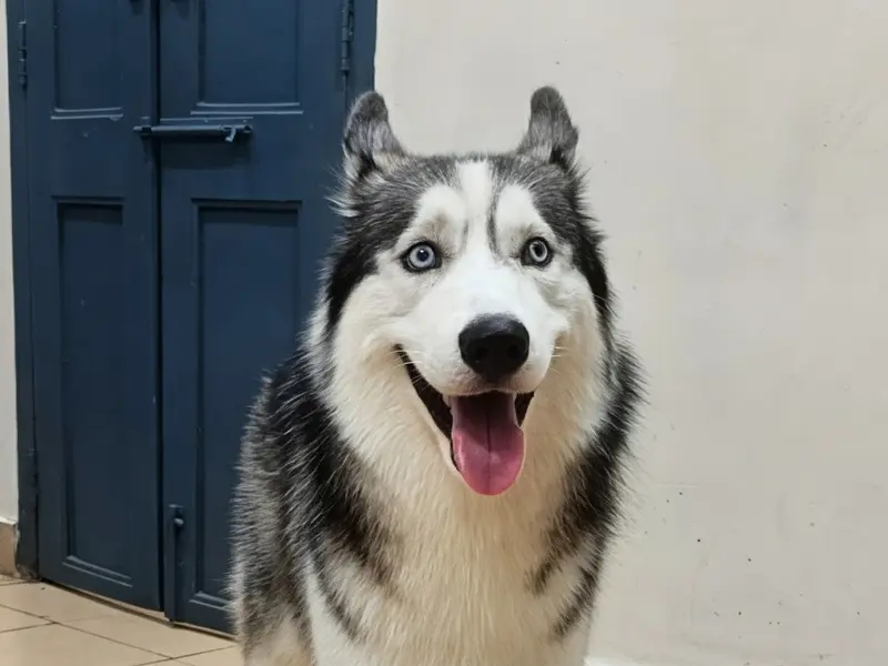 J K Pet Hospital, photo 3