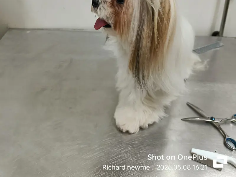J K Pet Hospital, photo 4