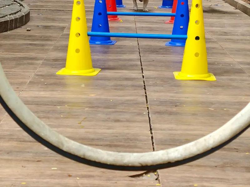 Paws n' Play, photo 2