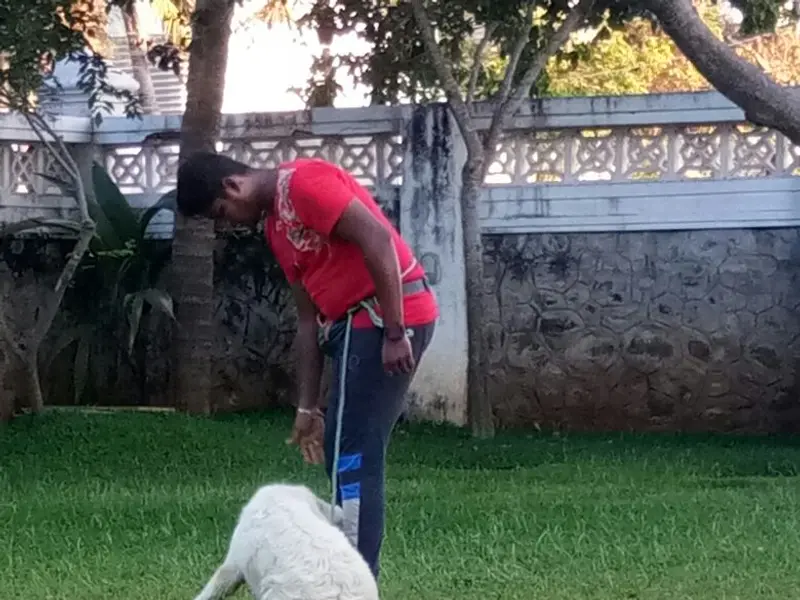 Shekas Dog International K9 Dogs Training Acadamy, photo 2