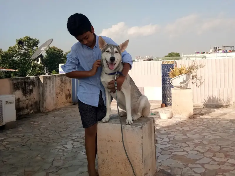 Shekas Dog International K9 Dogs Training Acadamy, photo 3