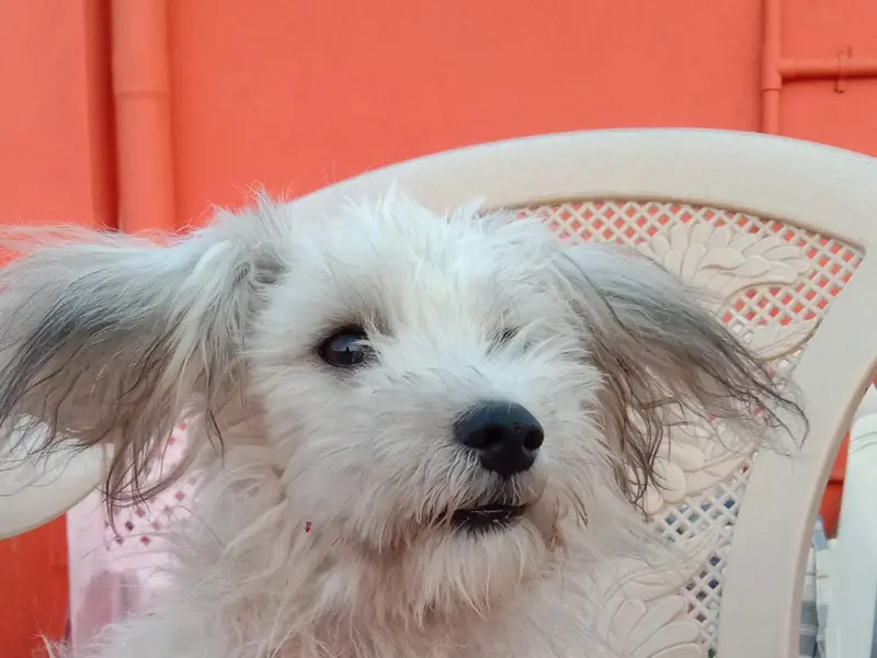 Star Pet Hospital, photo 4