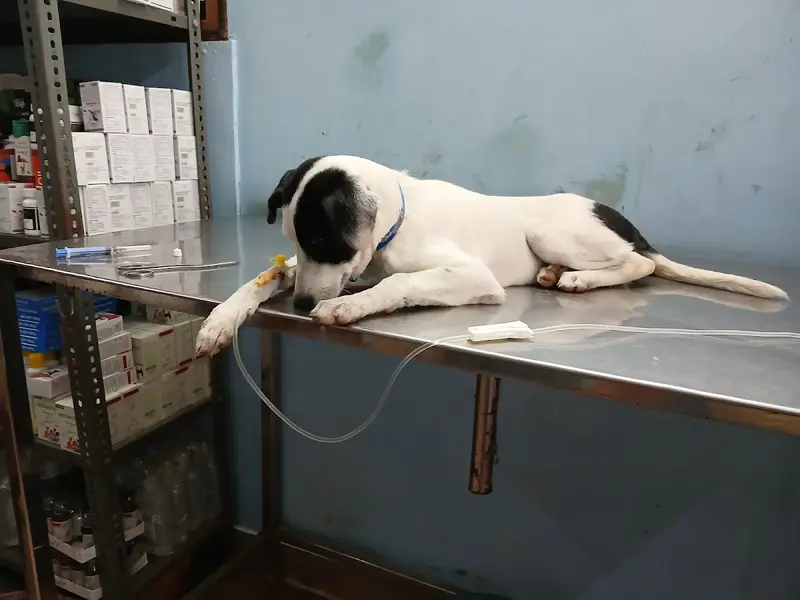 Renu Pet Clinic and Grooming Studio, photo 2