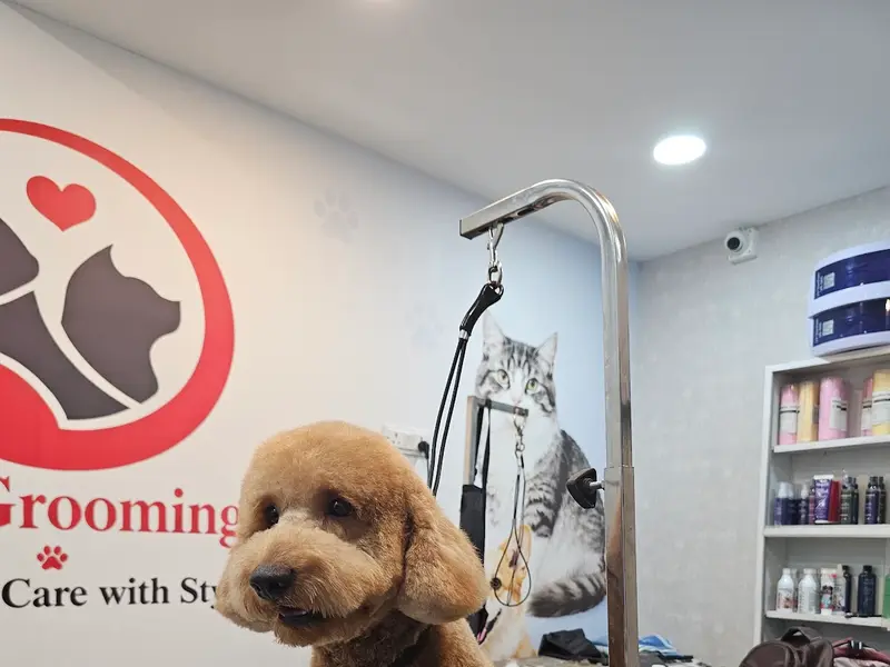Renu Pet Clinic and Grooming Studio, photo 4