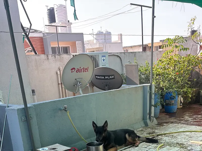 Colorific kennels - Best Dog Training and Boarding centre | Chennai, photo 2