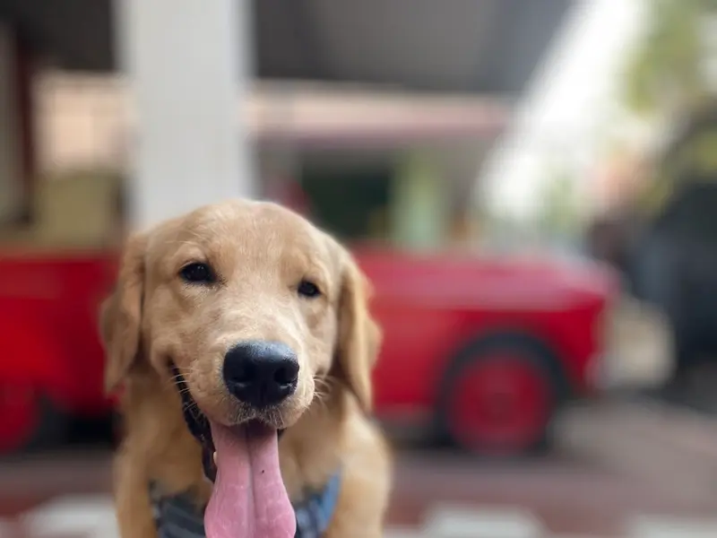 Mr Paw Dog Training, photo 3