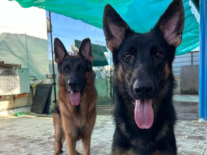 Mr Paw Dog Training, photo 5