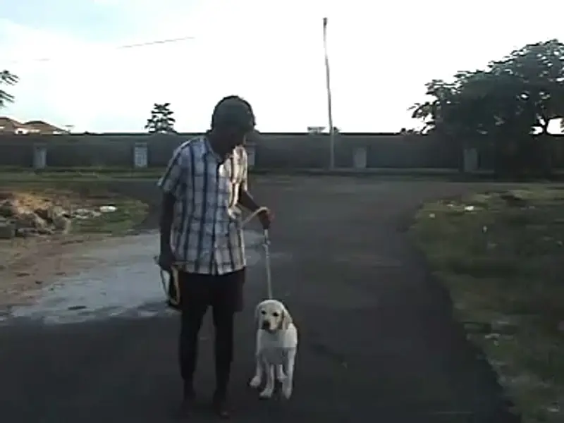 SHEKAS DOGS INTERNATIONAL, photo 4