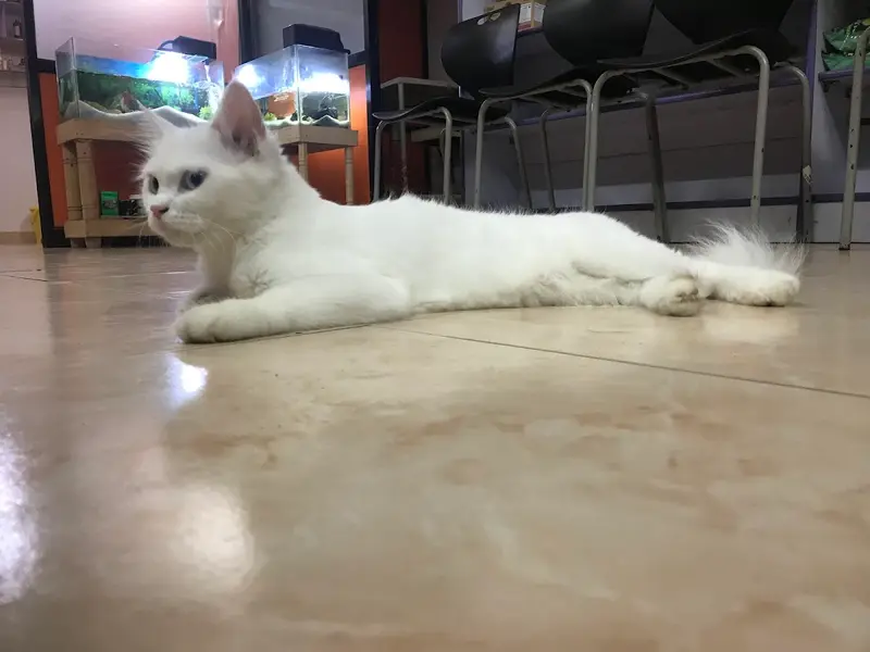 Eden Pets Care - Pet Clinic, Store, Boarding, photo 3