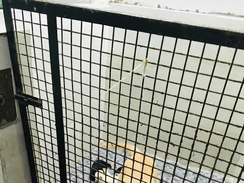 Eden Pets Care - Pet Clinic, Store, Boarding, photo 5