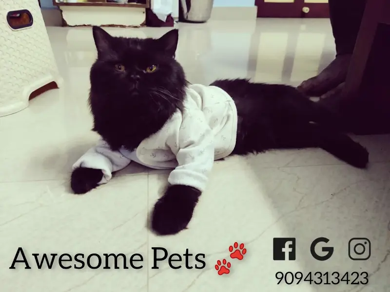 Awesome Pets, photo 4