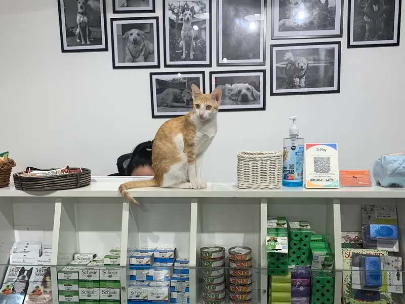 Heads Up For Tails Pet Store & Spa - Nungambakkam, Chennai, photo 3