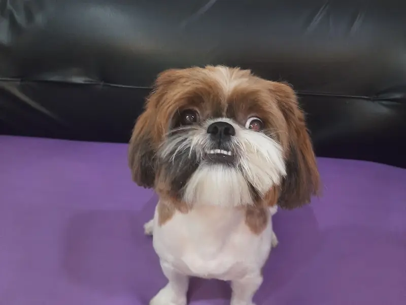 Pampered Pets, photo 2