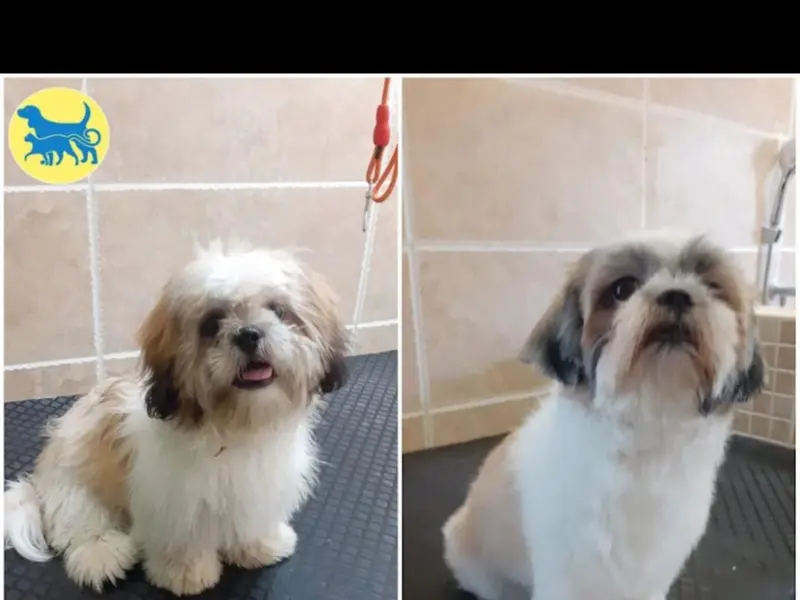 Yeso Govin Pet Care, photo 2