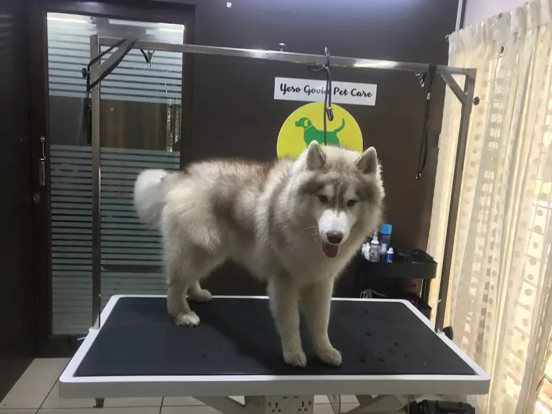 Yeso Govin Pet Care, photo 3