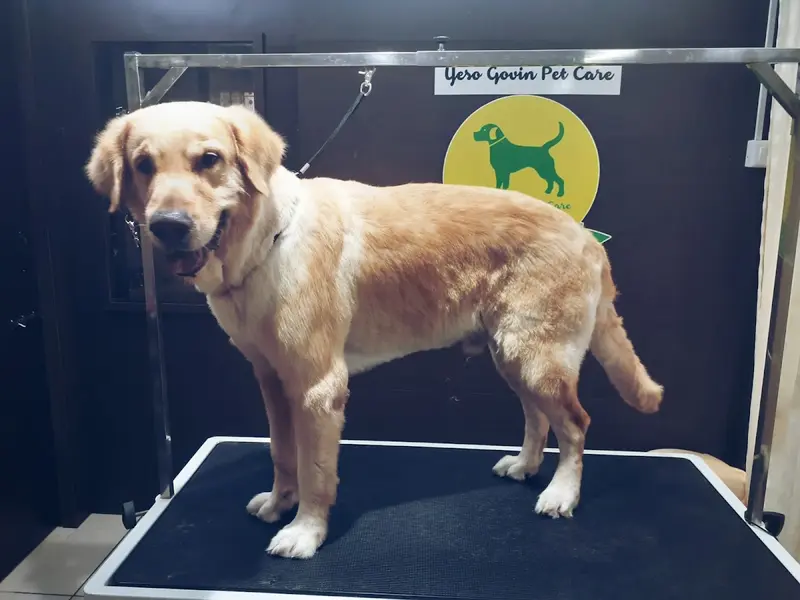 Yeso Govin Pet Care, photo 4