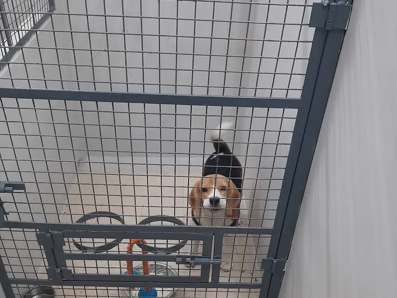 MASS PET CLINIC & Boarding Service with Veterinary Consultation, photo 2