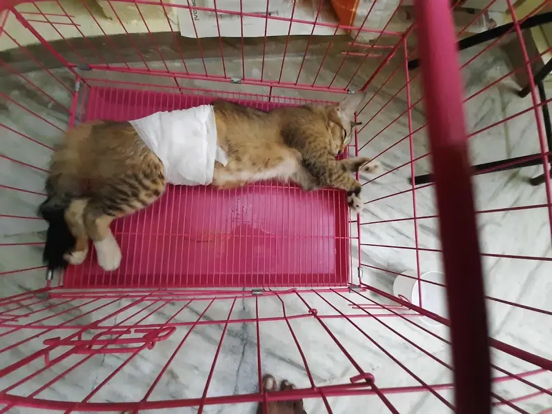 MASS PET CLINIC & Boarding Service with Veterinary Consultation, photo 4