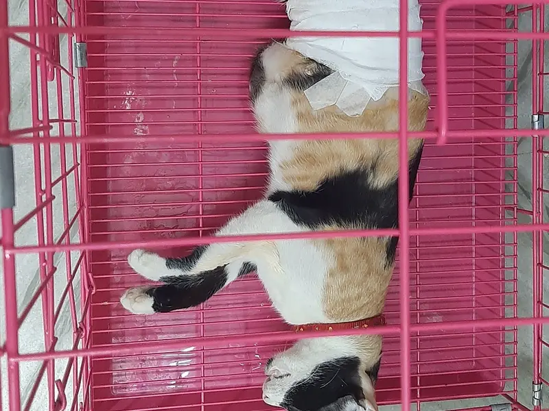 MASS PET CLINIC & Boarding Service with Veterinary Consultation, photo 5