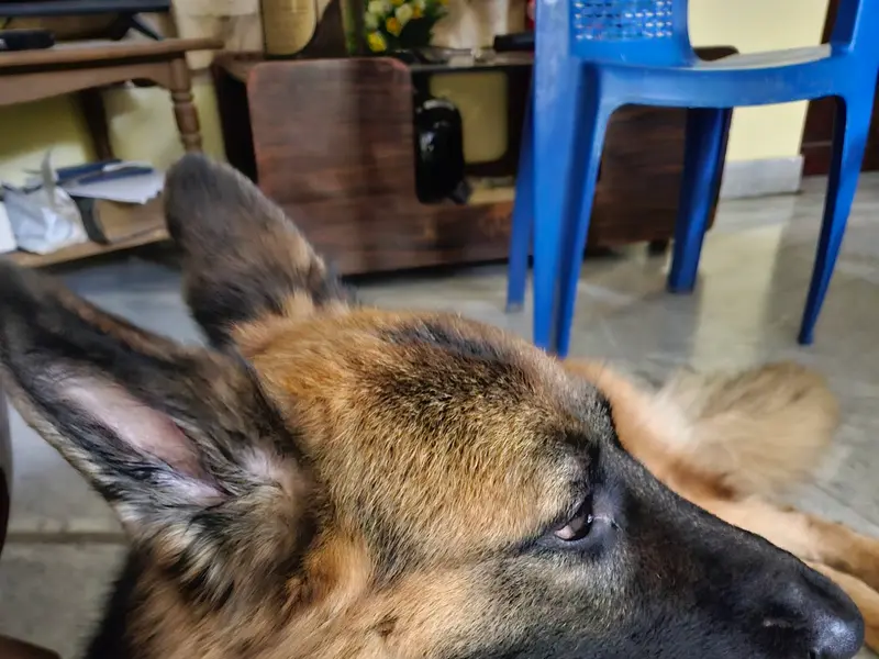 Bruno's Pet City, photo 2