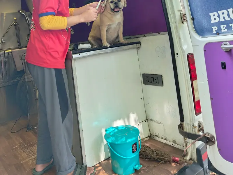 Bruno's Pet City, photo 3