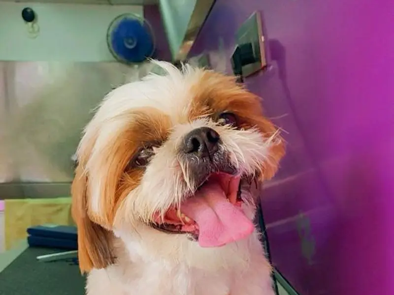 Bruno's Pet City